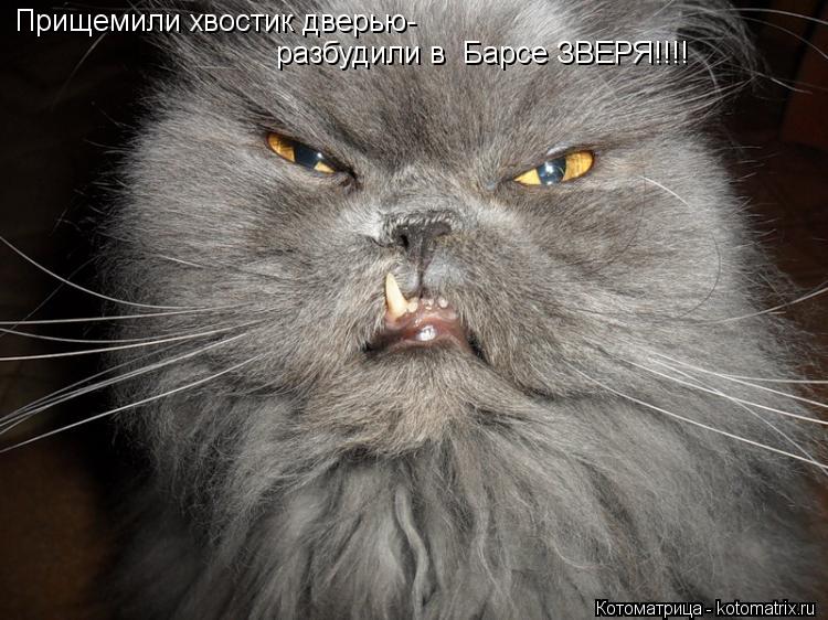 Котоматрица: Прищемили хвостик дверью- разбудили в  Барсе ЗВЕРЯ!!!!