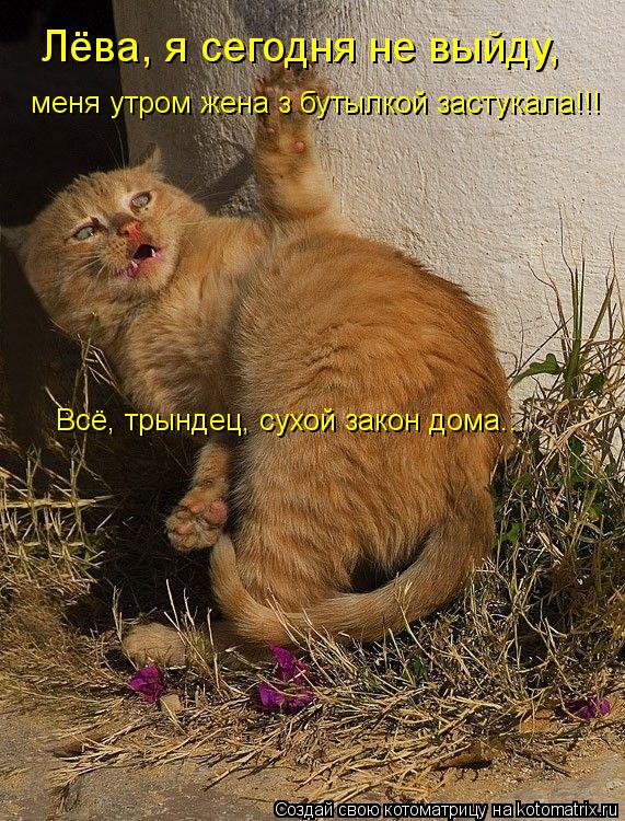 Котоматрица: Лёва, я сегодня не выйду,  меня утром жена з бутылкой застукала!!! Всё, трындец, сухой закон дома...