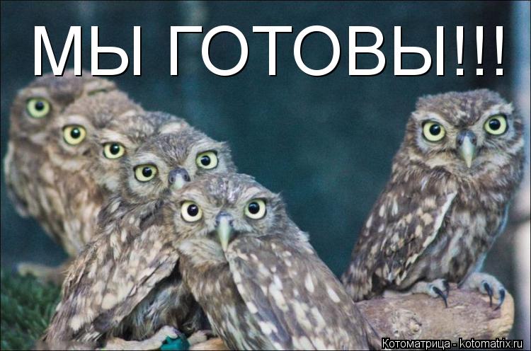 Котоматрица: МЫ ГОТОВЫ!!!