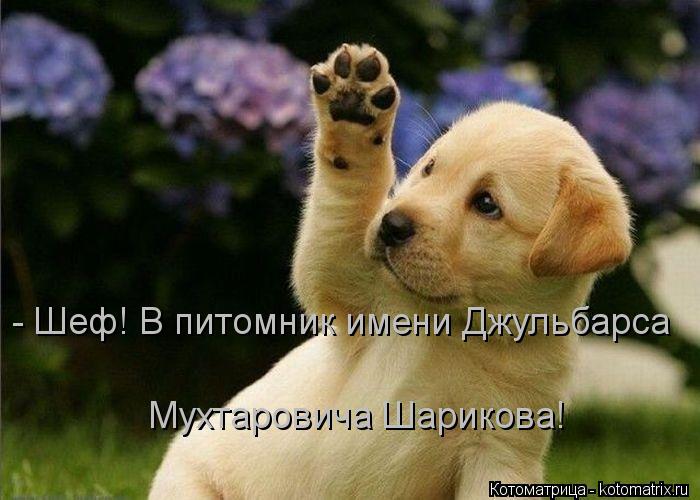 Котоматрица: - Шеф! В питомник имени Джульбарса Мухтаровича Шарикова!
