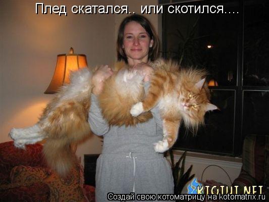 Котоматрица: Плед скатался.. или скотился....