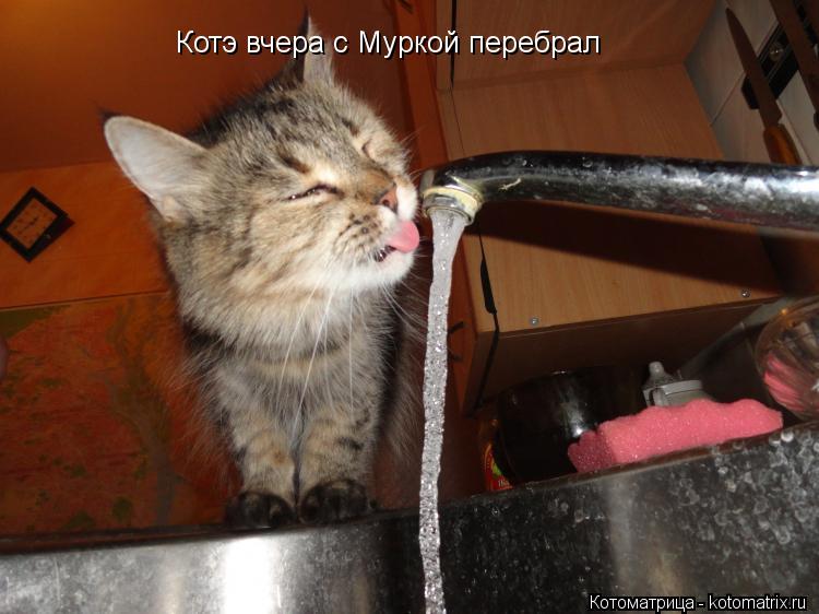 Котоматрица: Котэ вчера с Муркой перебрал
