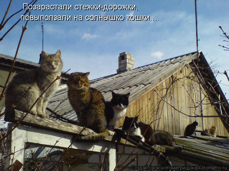 Котоматрица: Позарастали стежки-дорожки, повыползали на солнышко кошки....