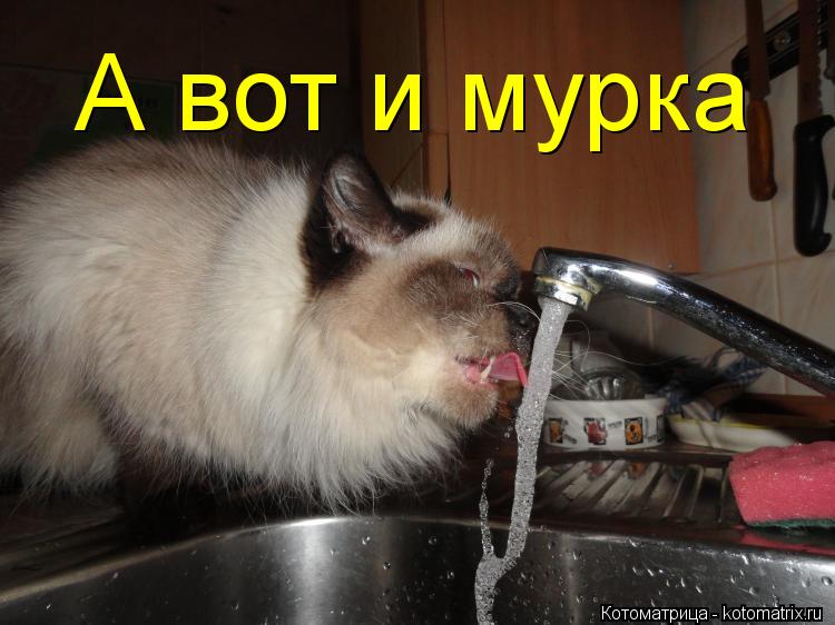 Котоматрица: А вот и мурка
