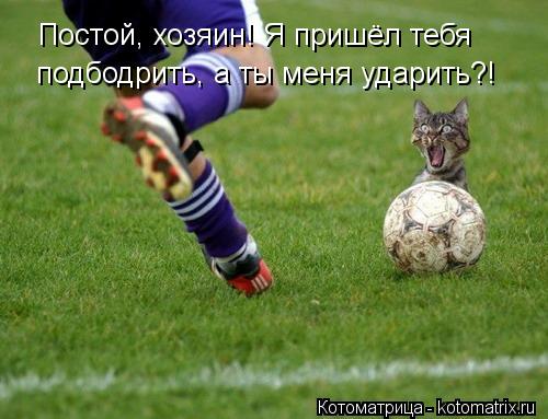 Котоматрица: Постой, хозяин! Я пришёл тебя подбодрить, а ты меня ударить?!
