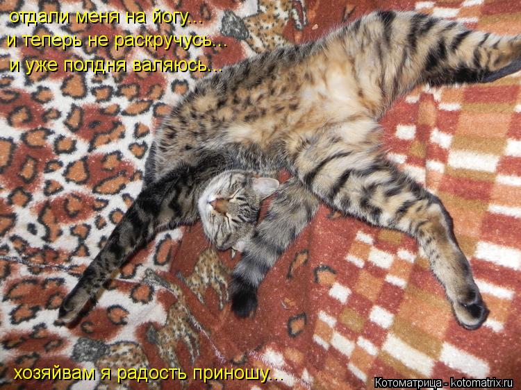 отдали меня на йогу... и теперь не раскручусь... и уже полдня валяюсь... хозяйвам я радость приношу..... Котоматрица: отдали меня на йогу... и теперь не раскручусь... и уже полдня валяюсь... хозяйвам я радость приношу...