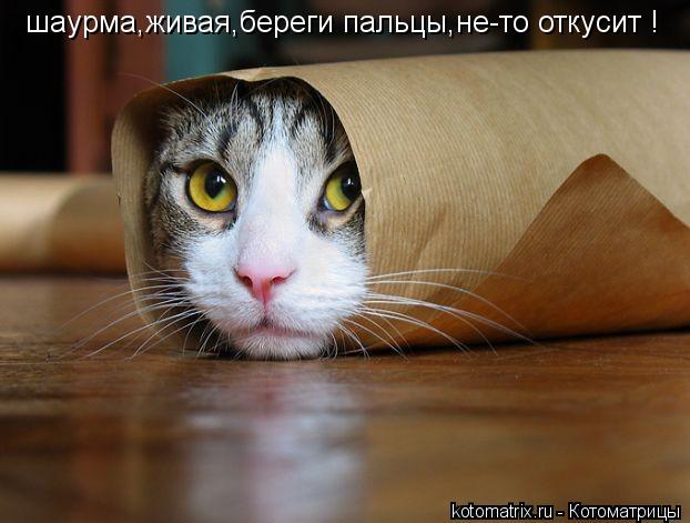 шаурма,живая,береги пальцы,не-то откусит !... Котоматрица: шаурма,живая,береги пальцы,не-то откусит !