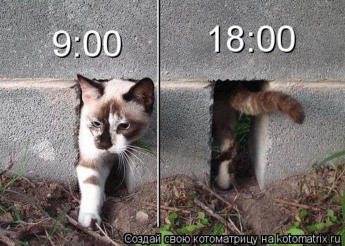 _________________________________________ 9:00 18:00... Котоматрица: _________________________________________ 9:00 18:00
