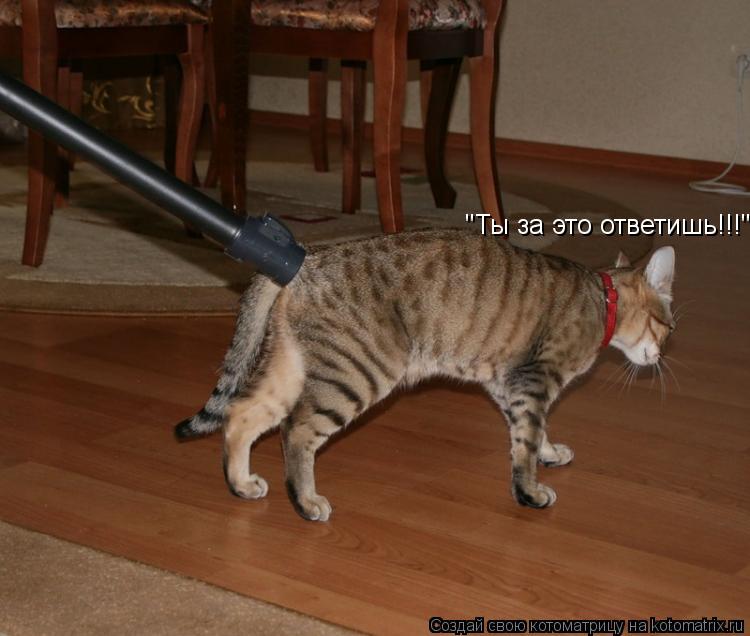 "Ты за это ответишь!!!"... Котоматрица: "Ты за это ответишь!!!"