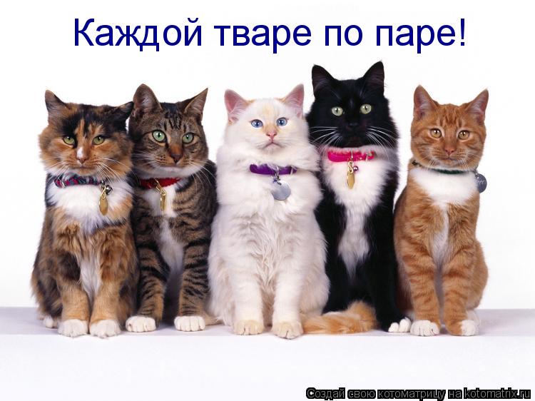 Каждой тваре по паре!... Котоматрица: Каждой тваре по паре!