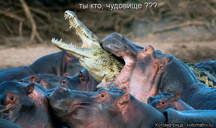 ты кто, чудовище ???... Котоматрица: ты кто, чудовище ???