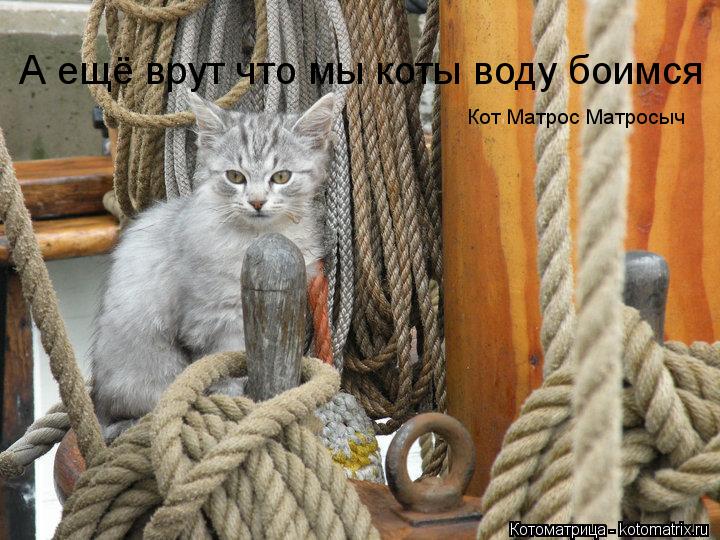 А ещё врут что мы коты воду боимся Кот Матрос Матросыч... Котоматрица: А ещё врут что мы коты воду боимся Кот Матрос Матросыч