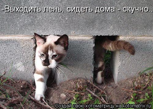 -Выходить лень, сидеть дома - скучно...... Котоматрица: -Выходить лень, сидеть дома - скучно...