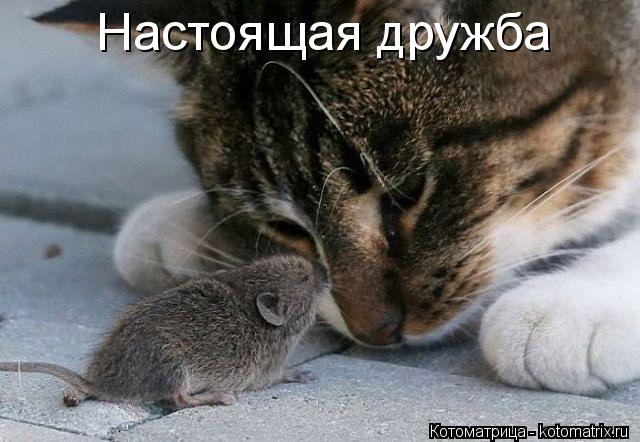 Настоящая дружба... Котоматрица: Настоящая дружба