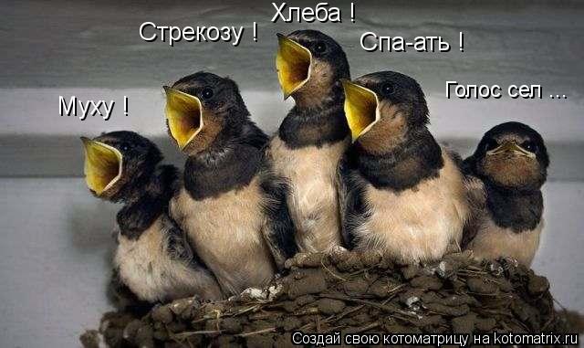 Муху ! Стрекозу ! Хлеба ! Спа-ать ! Голос сел ...... Котоматрица: Муху ! Стрекозу ! Хлеба ! Спа-ать ! Голос сел ...