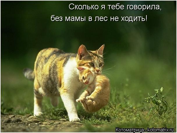 Сколько я тебе говорила, без мамы в лес не ходить!... Котоматрица: Сколько я тебе говорила, без мамы в лес не ходить!