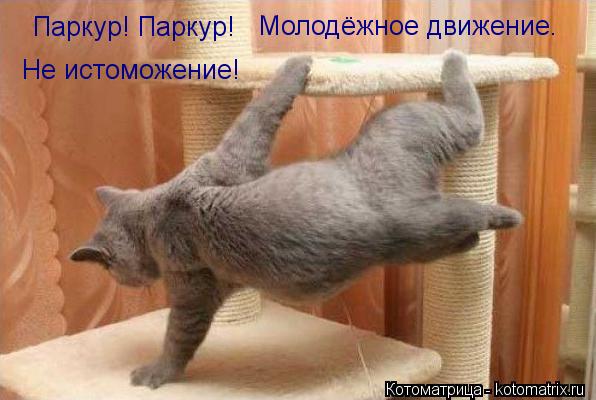Паркур! Паркур! Молодёжное движение. Не истоможение!... Котоматрица: Паркур! Паркур! Молодёжное движение. Не истоможение!