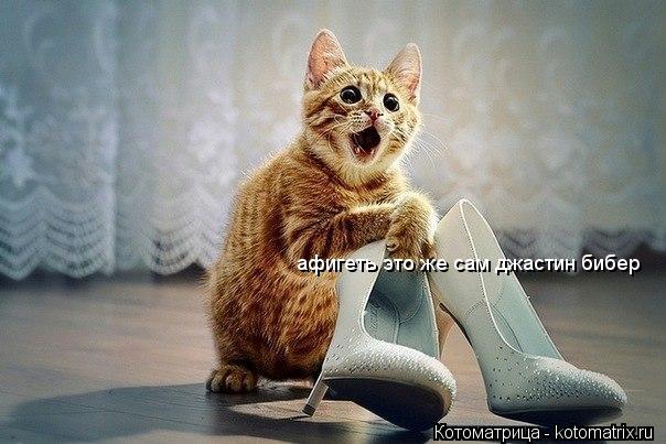 афигеть это же сам джастин бибер... Котоматрица: афигеть это же сам джастин бибер