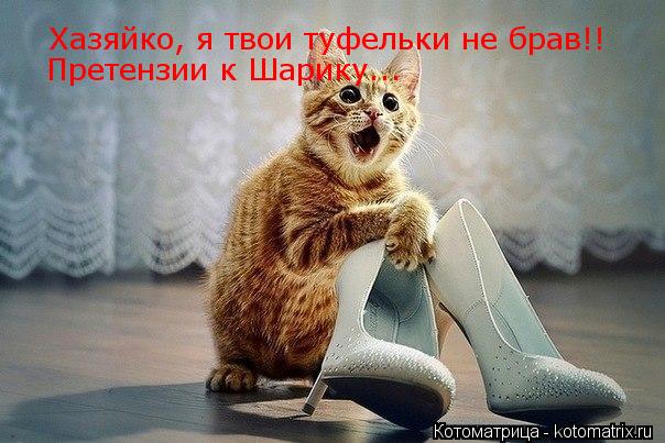 Хазяйко, я твои туфельки не брав!! Претензии к Шарику...... Котоматрица: Хазяйко, я твои туфельки не брав!! Претензии к Шарику...