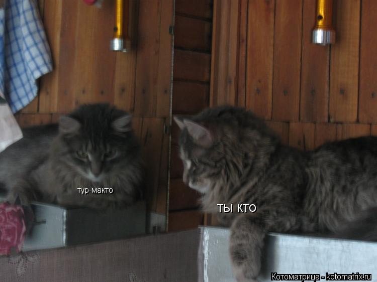 ты кто тур-макто тур-макто... Котоматрица: ты кто тур-макто тур-макто