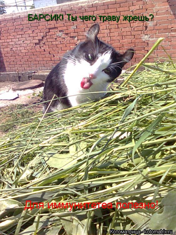 БАРСИК! Ты чего траву жрешь? Для иммунитетеа полезно!... Котоматрица: БАРСИК! Ты чего траву жрешь? Для иммунитетеа полезно!