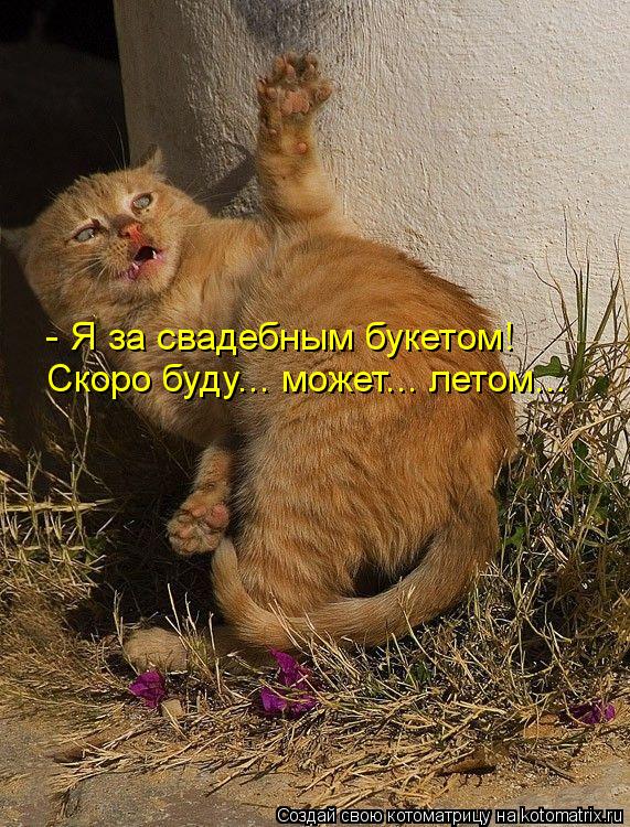 - Я за свадебным букетом! Скоро буду... может... летом...... Котоматрица: - Я за свадебным букетом! Скоро буду... может... летом...