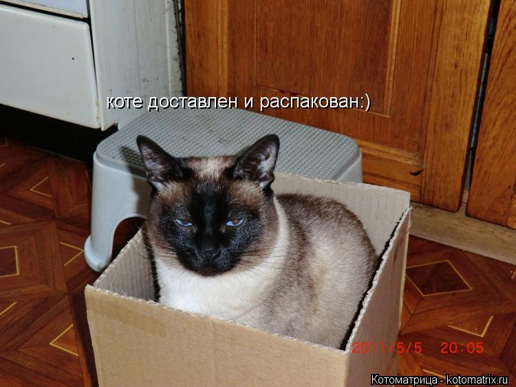 коте доставлен и распакован:)... Котоматрица: коте доставлен и распакован:)