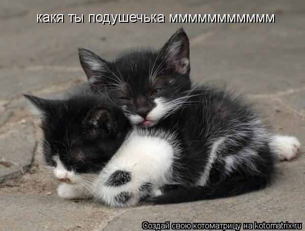 какя ты подушечька ммммммммммм... Котоматрица: какя ты подушечька ммммммммммм