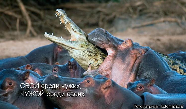 СВОЙ среди чужих, ЧУЖОЙ среди своих... Котоматрица: СВОЙ среди чужих, ЧУЖОЙ среди своих