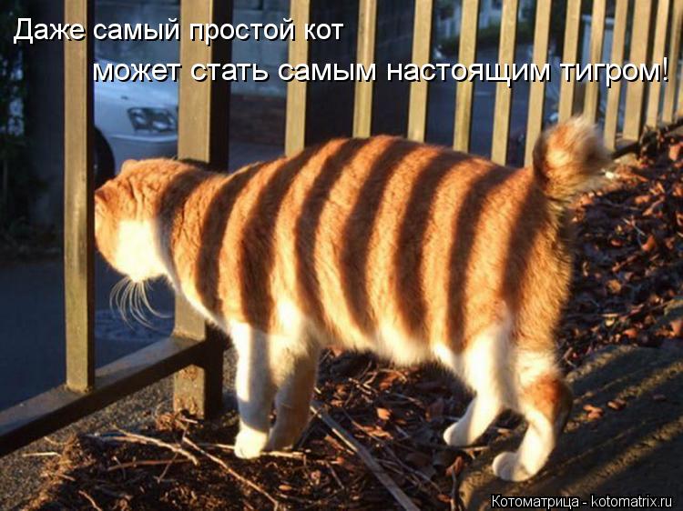 Котоматрица: Даже самый простой кот  может стать самым настоящим тигром!