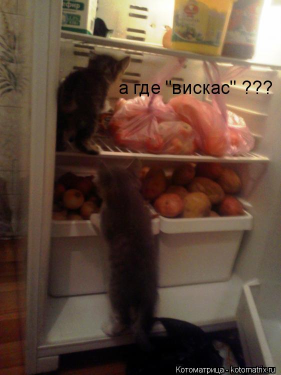 а где "вискас" ???... Котоматрица: а где "вискас" ???