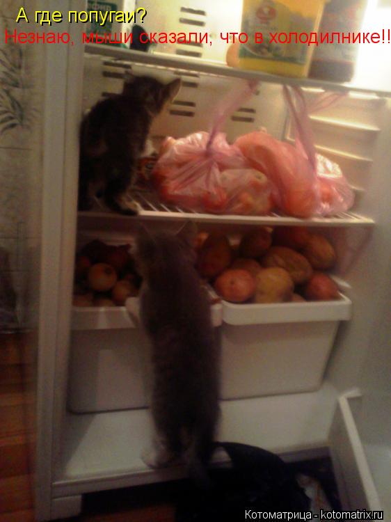 А где попугаи? Незнаю, мыши сказали, что в холодилнике!!!... Котоматрица: А где попугаи? Незнаю, мыши сказали, что в холодилнике!!!