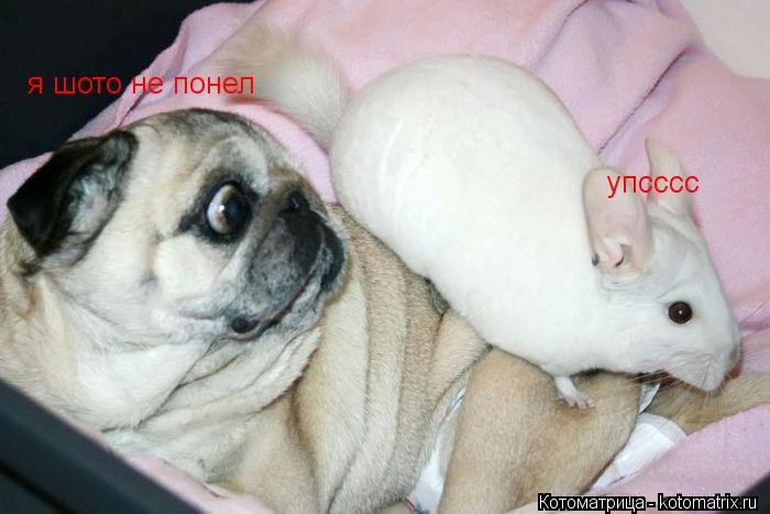 я шото не понел упсссс... Котоматрица: я шото не понел упсссс