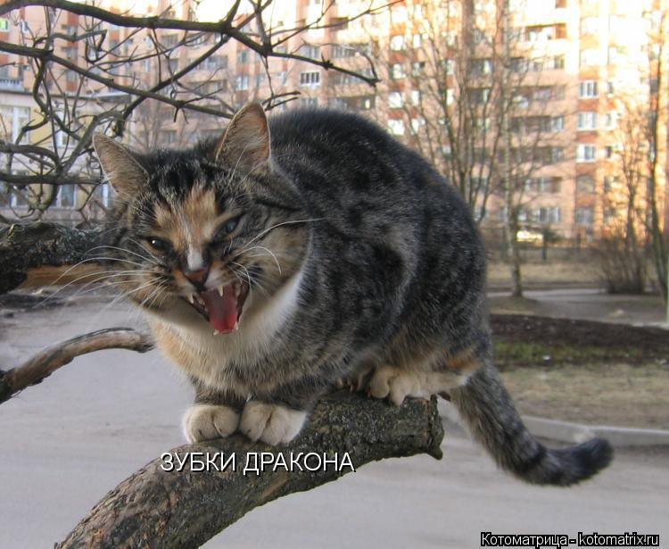 ЗУБКИ ДРАКОНА... Котоматрица: ЗУБКИ ДРАКОНА