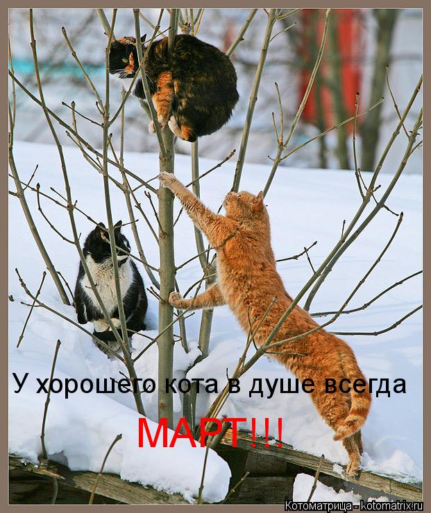 Котоматрица: У хорошего кота в душе всегда  МАРТ!!!