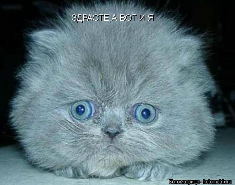 ЗДРАСТЕ,А ВОТ И Я... Котоматрица: ЗДРАСТЕ,А ВОТ И Я
