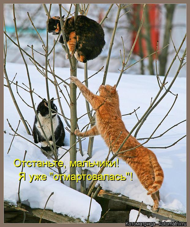 Отстаньте, мальчики! Я уже "отмартовалась"!... Котоматрица: Отстаньте, мальчики! Я уже "отмартовалась"!