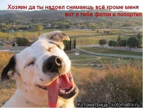 Хозяин да ты надоел снимаешь всё кроме меня вот я тебе фотки и попортил... Котоматрица: Хозяин да ты надоел снимаешь всё кроме меня вот я тебе фотки и попортил