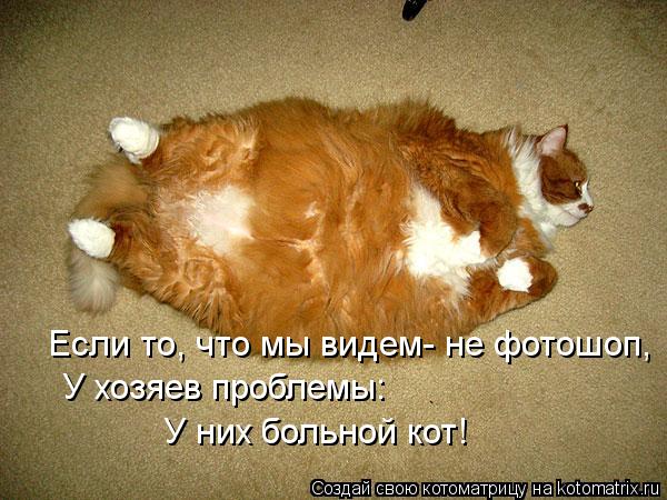 Если то, что мы видем- не фотошоп, У хозяев проблемы: У них больной кот!... Котоматрица: Если то, что мы видем- не фотошоп, У хозяев проблемы: У них больной кот!