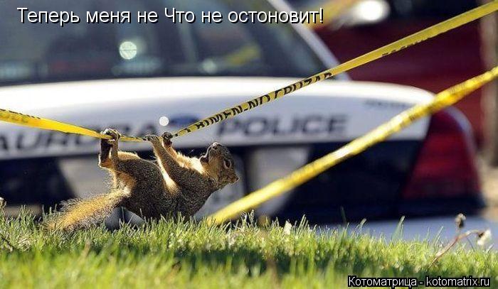 Теперь меня не Что не остоновит!... Котоматрица: Теперь меня не Что не остоновит!