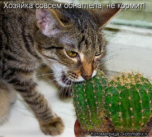 Хозяйка совсем обнаглела, не кормит!... Котоматрица: Хозяйка совсем обнаглела, не кормит!