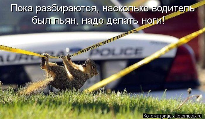 Пока разбираются, насколько водитель был пьян, надо делать ноги!... Котоматрица: Пока разбираются, насколько водитель был пьян, надо делать ноги!