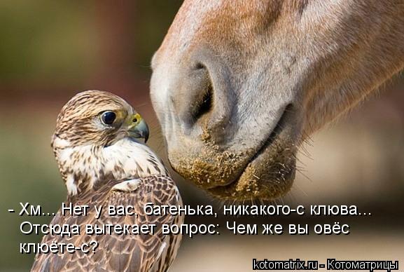 - Хм... Нет у вас, батенька, никакого-с клюва... Отсюда вытекает вопрос: Чем же вы овёс клюёте-с?... Котоматрица: - Хм... Нет у вас, батенька, никакого-с клюва... Отсюда вытекает вопрос: Чем же вы овёс клюёте-с?