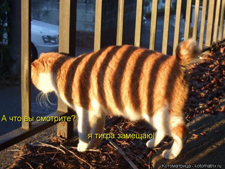 А что вы смотрите? я тигра замещаю!... Котоматрица: А что вы смотрите? я тигра замещаю!