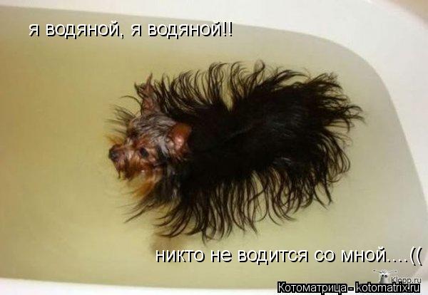 я водяной, я водяной!! никто не водится со мной....((... Котоматрица: я водяной, я водяной!! никто не водится со мной....((