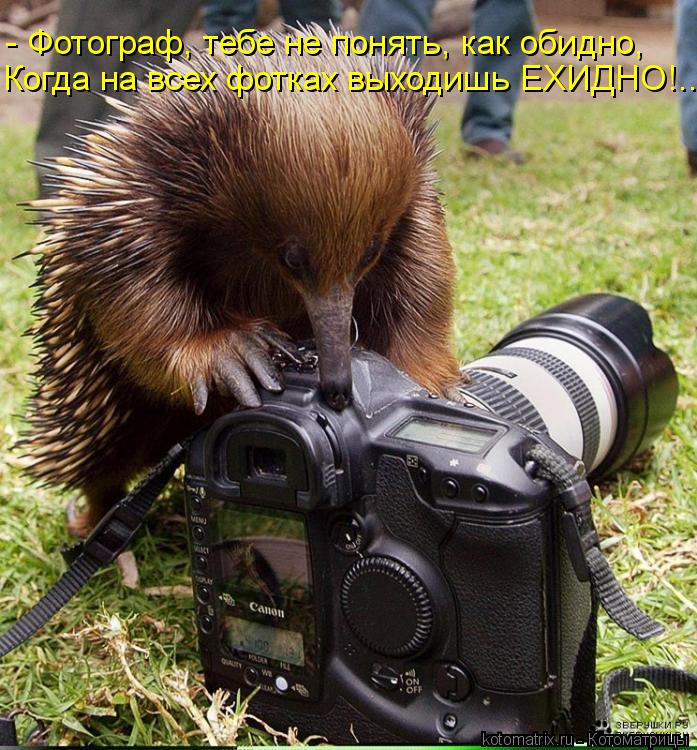 - Фотограф, тебе не понять, как обидно, Когда на всех фотках выходишь ЕХИДНО!..... Котоматрица: - Фотограф, тебе не понять, как обидно, Когда на всех фотках выходишь ЕХИДНО!..
