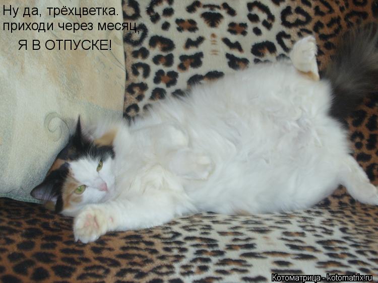 Н Ну да, трёхцветка. приходи через месяц , Я В ОТПУСКЕ!... Котоматрица: Н Ну да, трёхцветка. приходи через месяц , Я В ОТПУСКЕ!