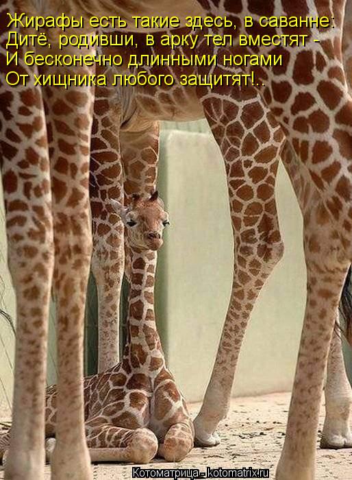 Жирафы есть такие здесь, в саванне: Дитё, родивши, в арку тел вместят - И бесконечно длинными ногами... Котоматрица: Жирафы есть такие здесь, в саванне: Дитё, родивши, в арку тел вместят - И бесконечно длинными ногами От хищника любого защитят!..