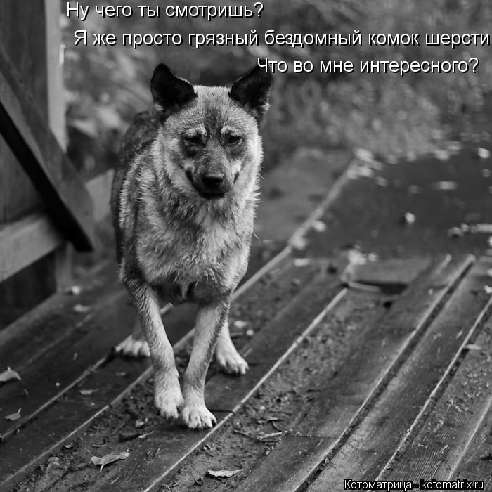 Ну чего ты смотришь? Я же просто грязный бездомный комок шерсти Что во мне интересного?... Котоматрица: Ну чего ты смотришь? Я же просто грязный бездомный комок шерсти Что во мне интересного?