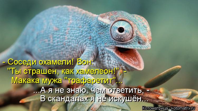 - Соседи охамели! Вон: "Ты страшен, как хамелеон!", - Макака мужа "трафаретит"... ...А я не знаю, ч... Котоматрица: - Соседи охамели! Вон: "Ты страшен, как хамелеон!", - Макака мужа "трафаретит"... ...А я не знаю, чем ответить, - В скандалах я не искушён...